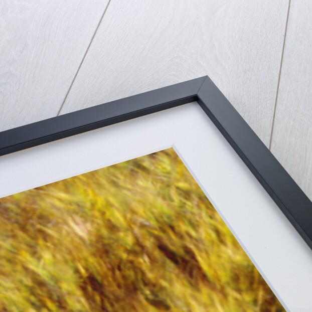 Abstract dry crops by Anonymous