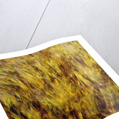 Abstract dry crops by Anonymous