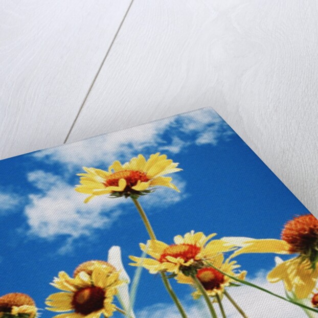 Wildflowers by Anonymous