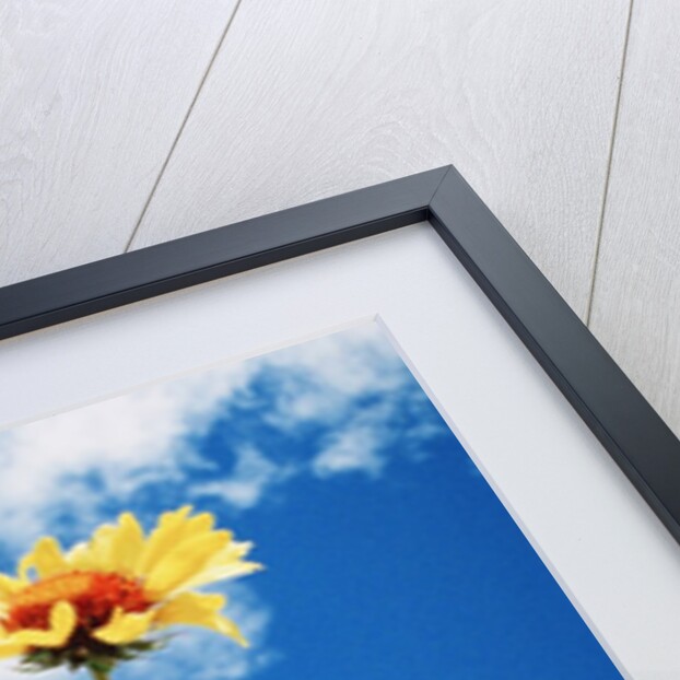 Wildflowers by Anonymous