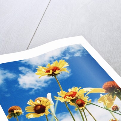 Wildflowers by Anonymous