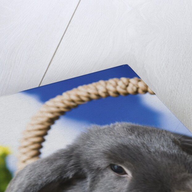 Lop-eared Easter bunny by Anonymous