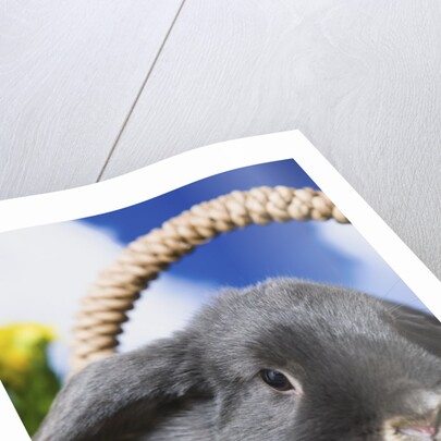 Lop-eared Easter bunny by Anonymous