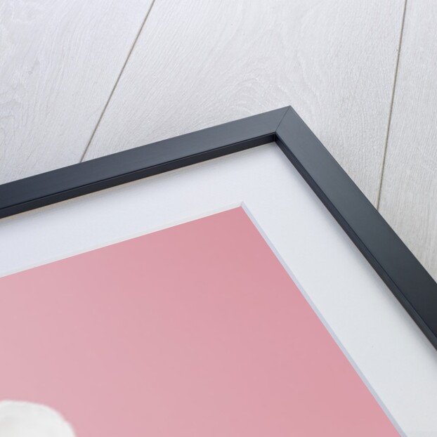 White cherry blossoms by Anonymous