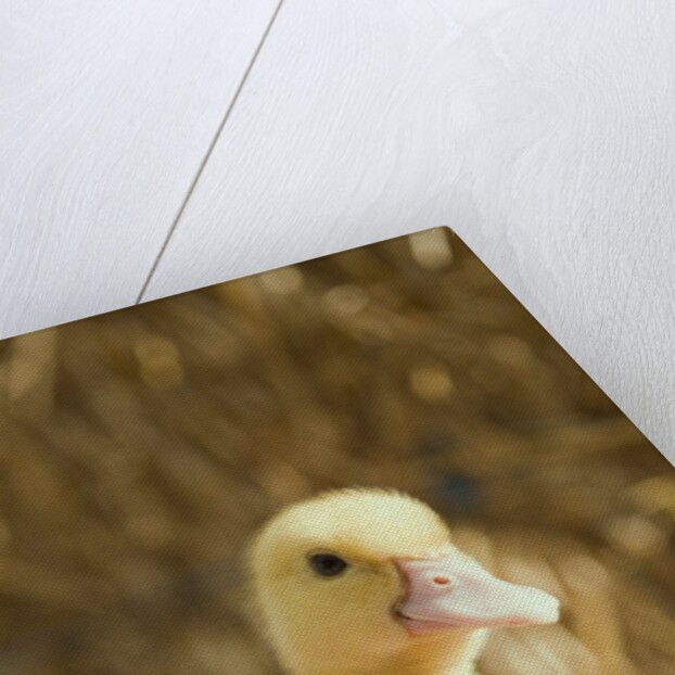 Duckling with Easter eggs by Anonymous
