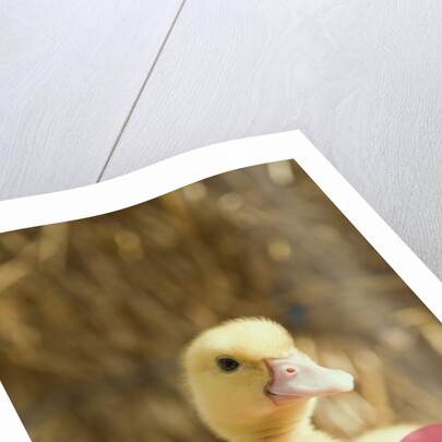 Duckling with Easter eggs by Anonymous