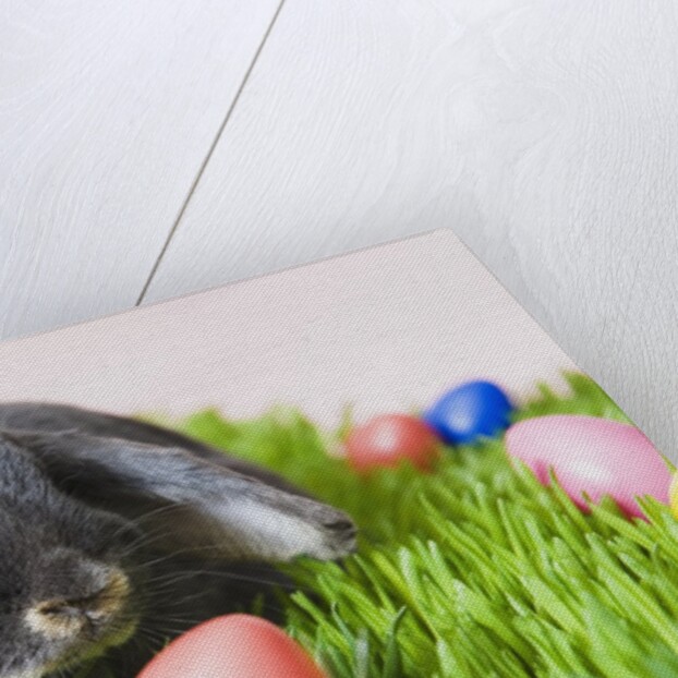 Lop-eared Easter bunny by Anonymous
