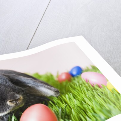 Lop-eared Easter bunny by Anonymous