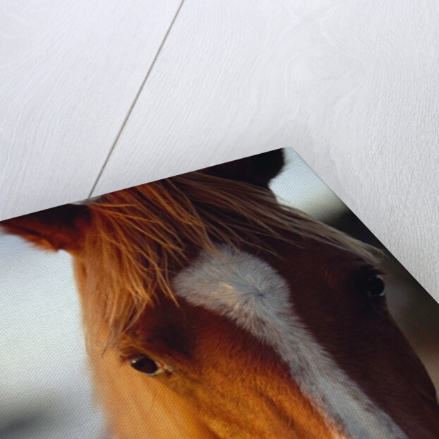 Horse by Anonymous
