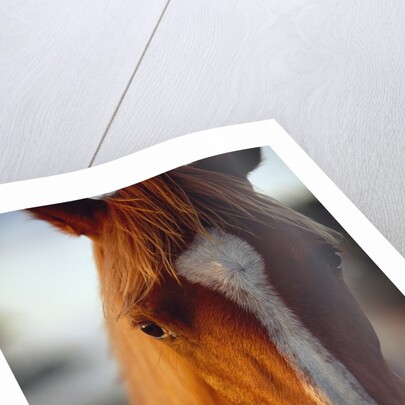 Horse by Anonymous