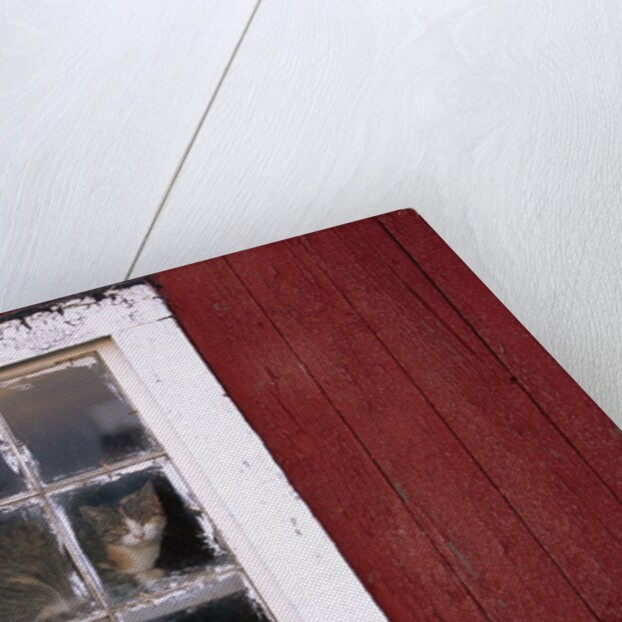 Cat sitting in a barn window by Anonymous