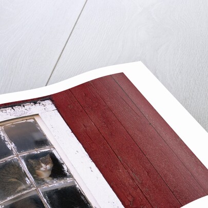 Cat sitting in a barn window by Anonymous