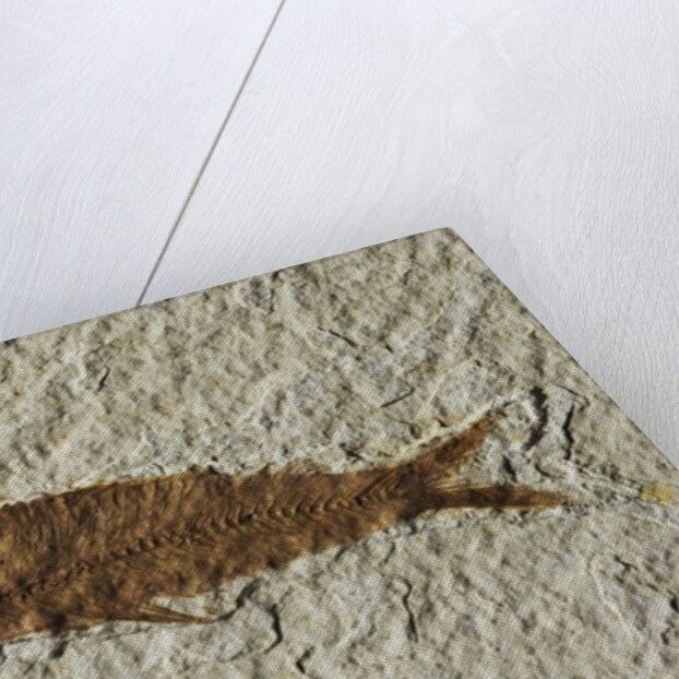 Fossil fish by Anonymous