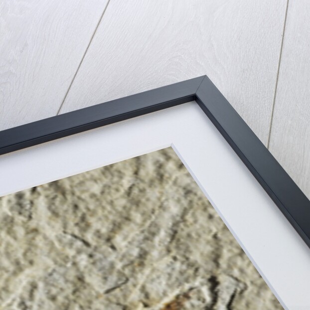 Fossil fish by Anonymous