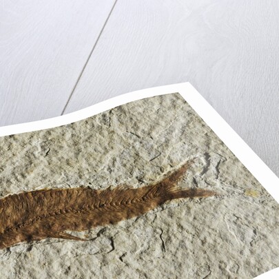 Fossil fish by Anonymous