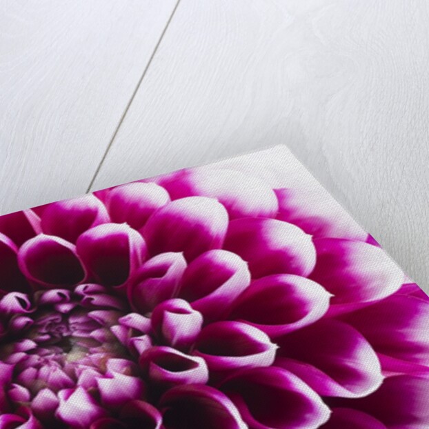 Purple Flower by Anonymous