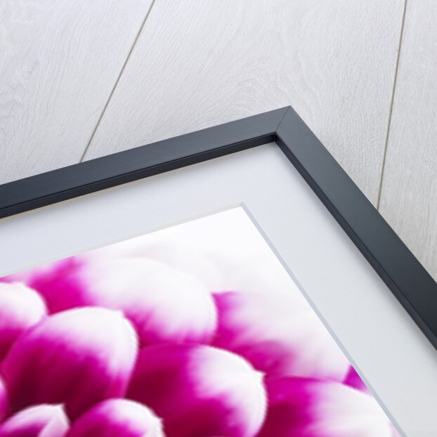 Purple Flower by Anonymous