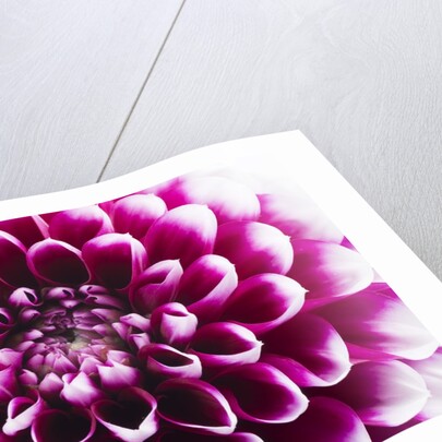 Purple Flower by Anonymous