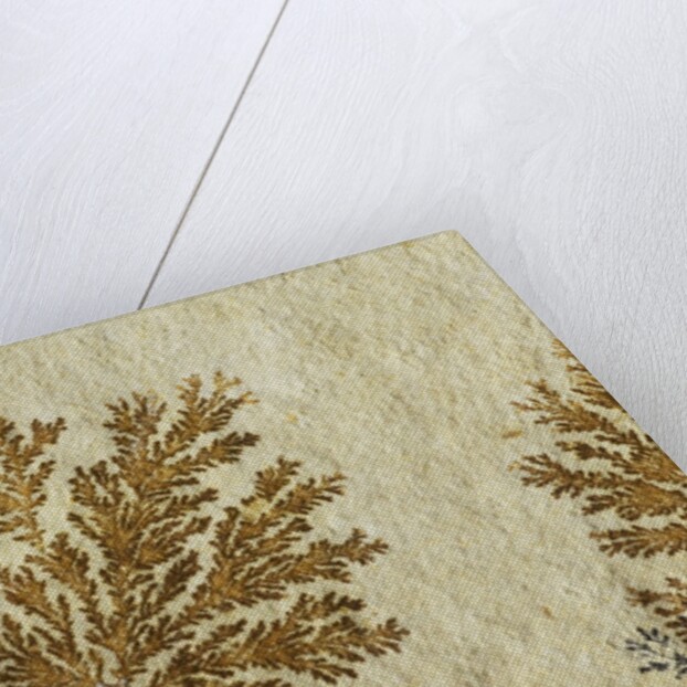 Fossil plant by Anonymous