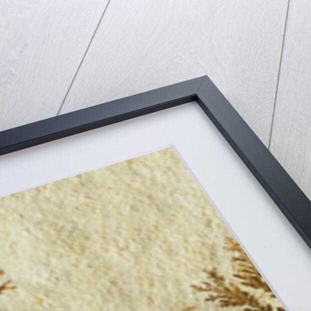 Fossil plant by Anonymous