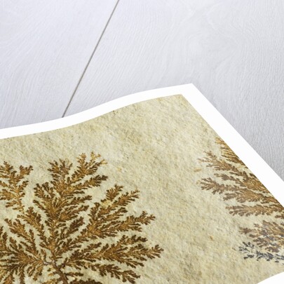 Fossil plant by Anonymous