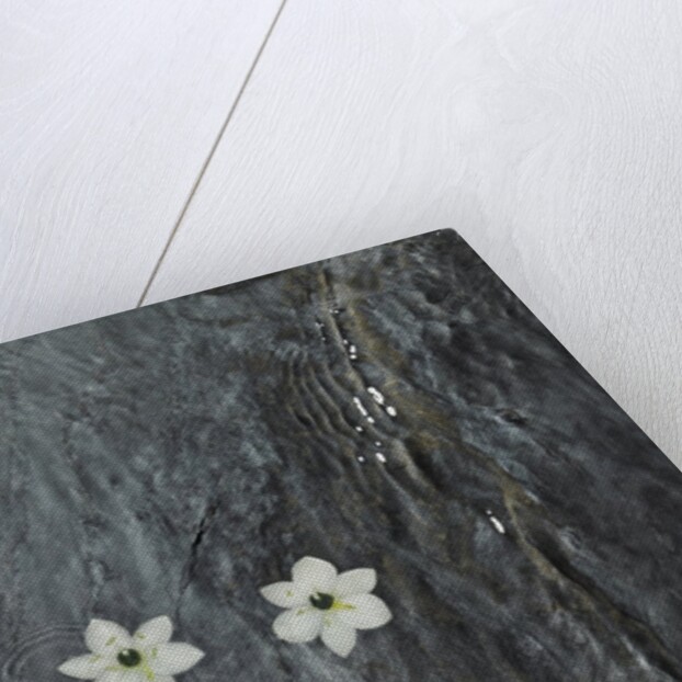 Four flowers floating on water by Anonymous
