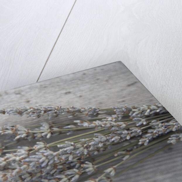 Lavender by Anonymous