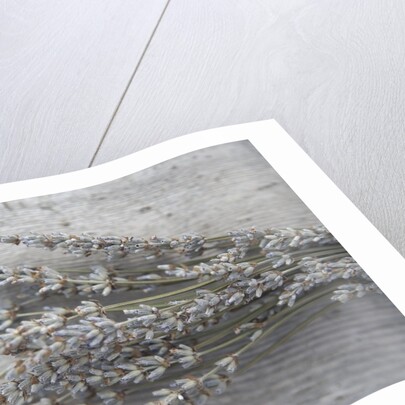 Lavender by Anonymous