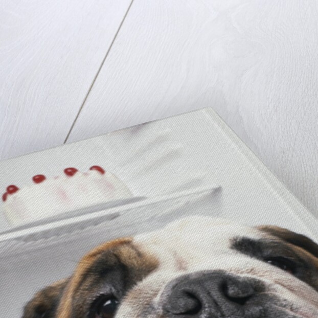 Bulldog in front of refrigerator by Anonymous