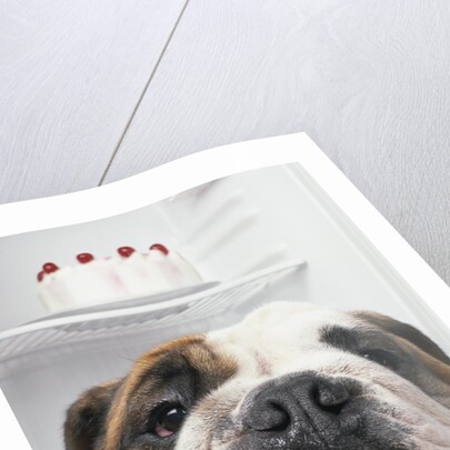 Bulldog in front of refrigerator by Anonymous