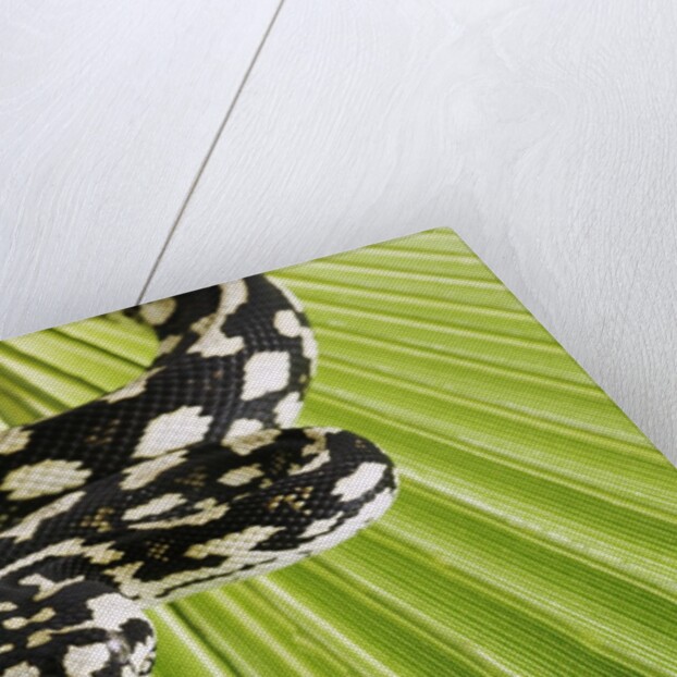 Jungle Carpet Python by Anonymous