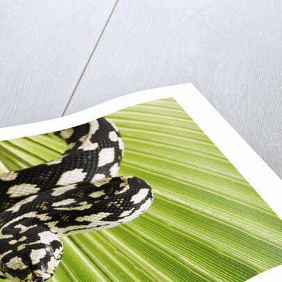 Jungle Carpet Python by Anonymous