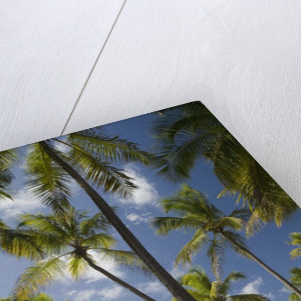 Palm Trees, Lambert Beach, Tortola, British Virgin Islands by Anonymous