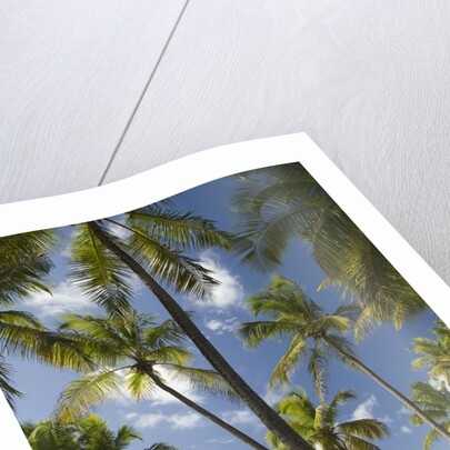 Palm Trees, Lambert Beach, Tortola, British Virgin Islands by Anonymous