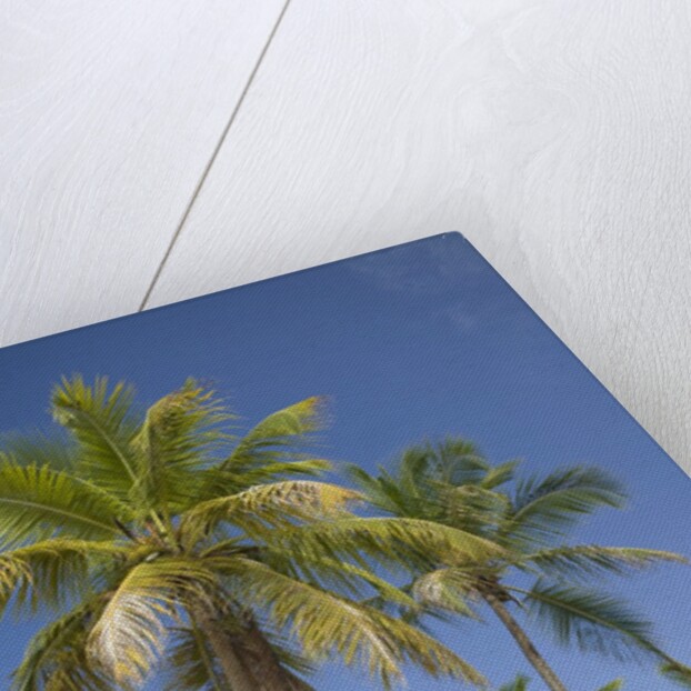 Palm Trees, Lambert Beach, Tortola, British Virgin Islands by Anonymous