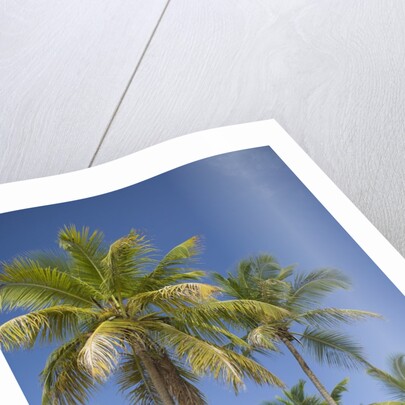 Palm Trees, Lambert Beach, Tortola, British Virgin Islands by Anonymous