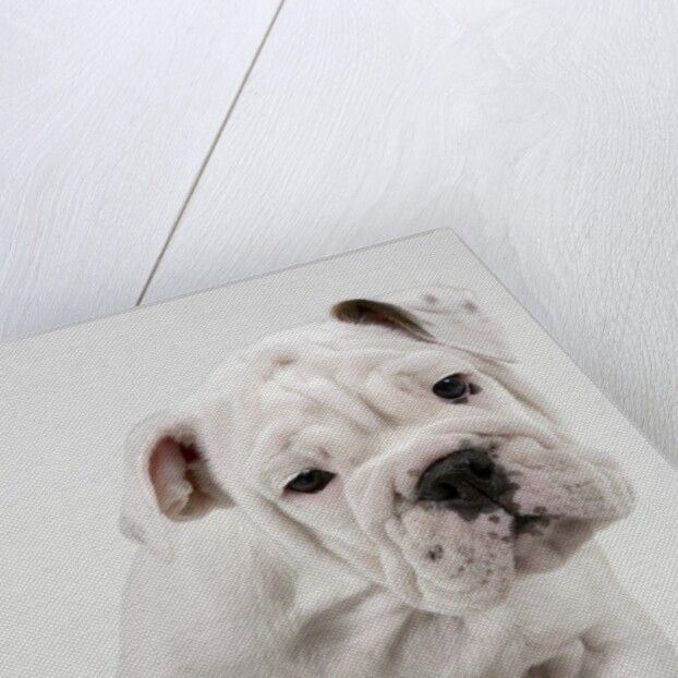 English Bulldog Puppy by Anonymous