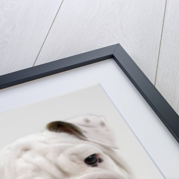 English Bulldog Puppy by Anonymous