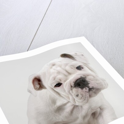 English Bulldog Puppy by Anonymous