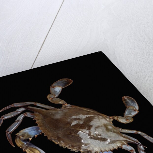Blue Crab by Anonymous