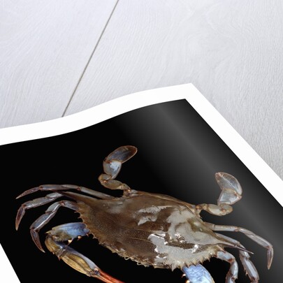 Blue Crab by Anonymous