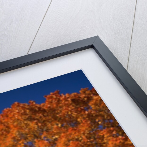Maple Tree Beside Cornfield by Anonymous