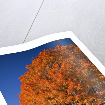 Maple Tree Beside Cornfield by Anonymous