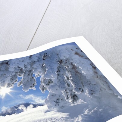 Snowy Landscape in Yellowstone by Anonymous