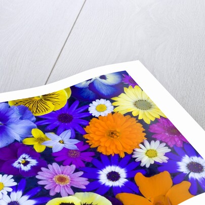 Flowers in Blues and Yellows by Anonymous