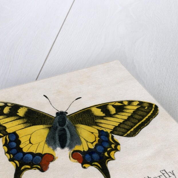 The Swallow Tail Butterfly Illustration by Anonymous