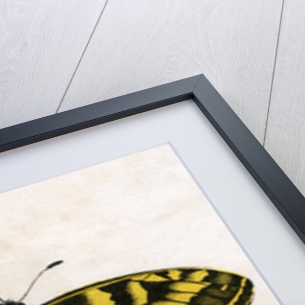 The Swallow Tail Butterfly Illustration by Anonymous