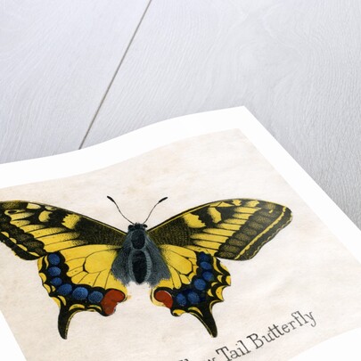 The Swallow Tail Butterfly Illustration by Anonymous