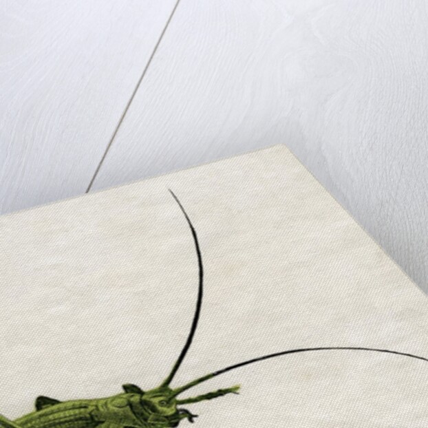 The Green Cricket Illustration by Anonymous