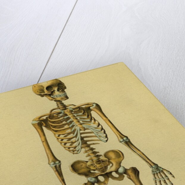Illustration of Human Skeleton by Anonymous